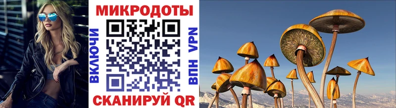 Псилоцибиновые грибы Psilocybine cubensis Холмск